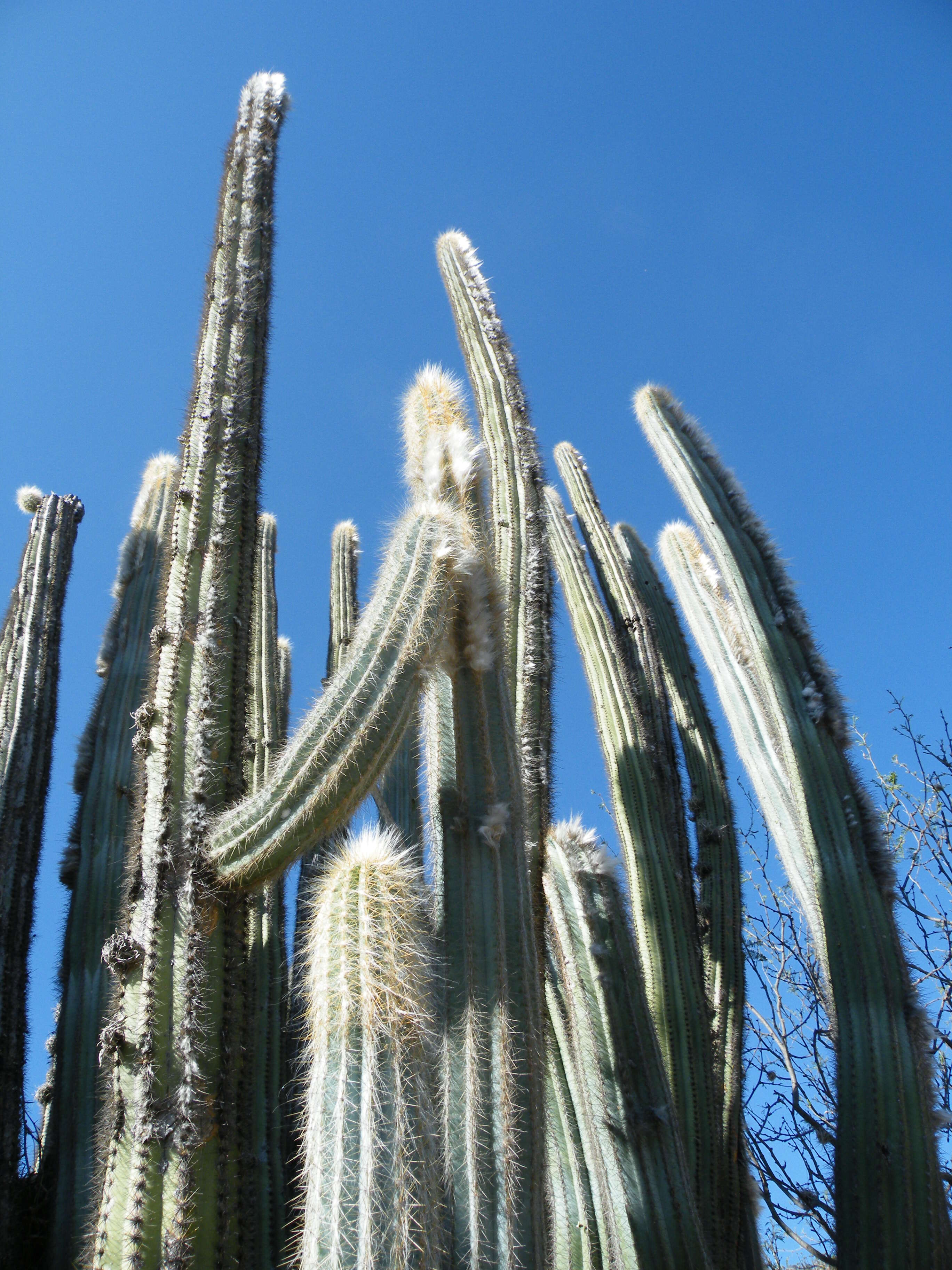 Imagem de Pilosocereus chrysacanthus (F. A. C. Weber) Byles & G. D. Rowley