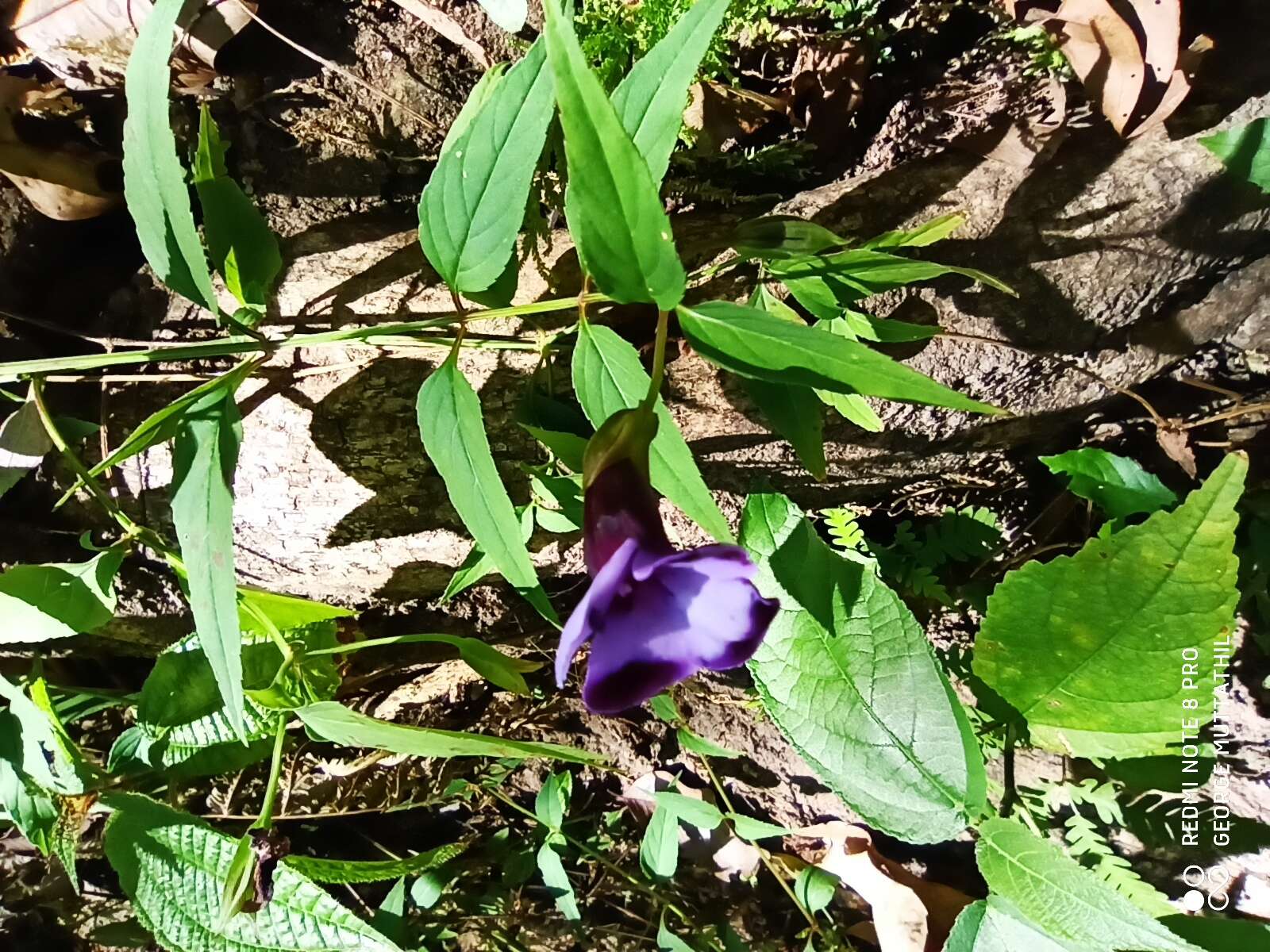 Imagem de Torenia travancorica Gamble