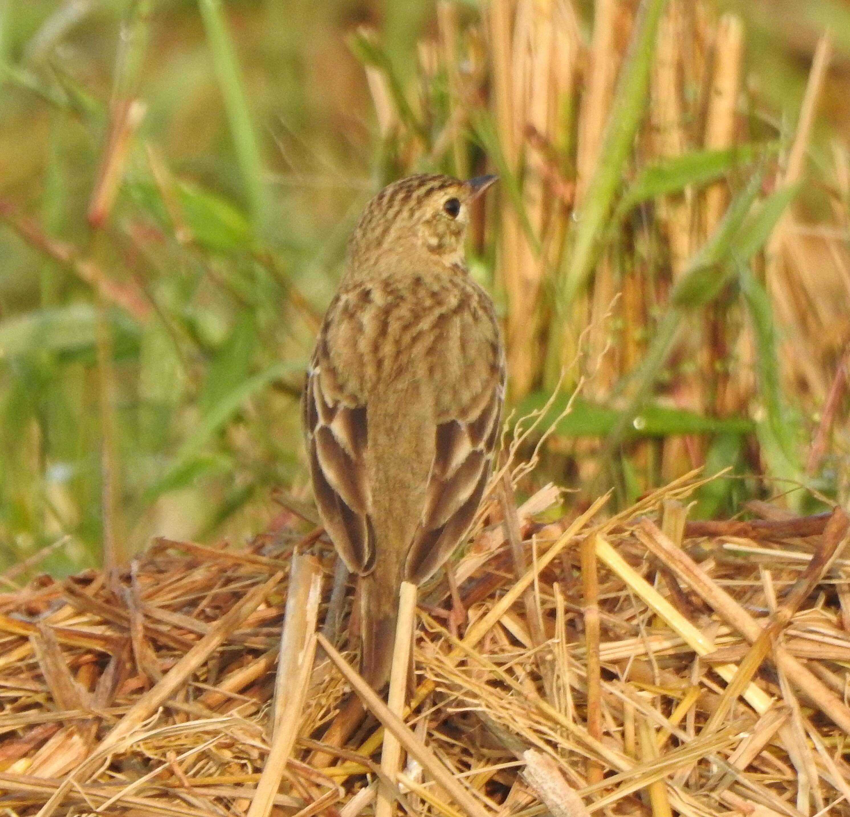 Image of Tree Pipit