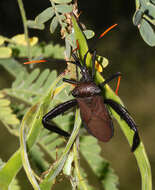 Image of Giant Agave Bug
