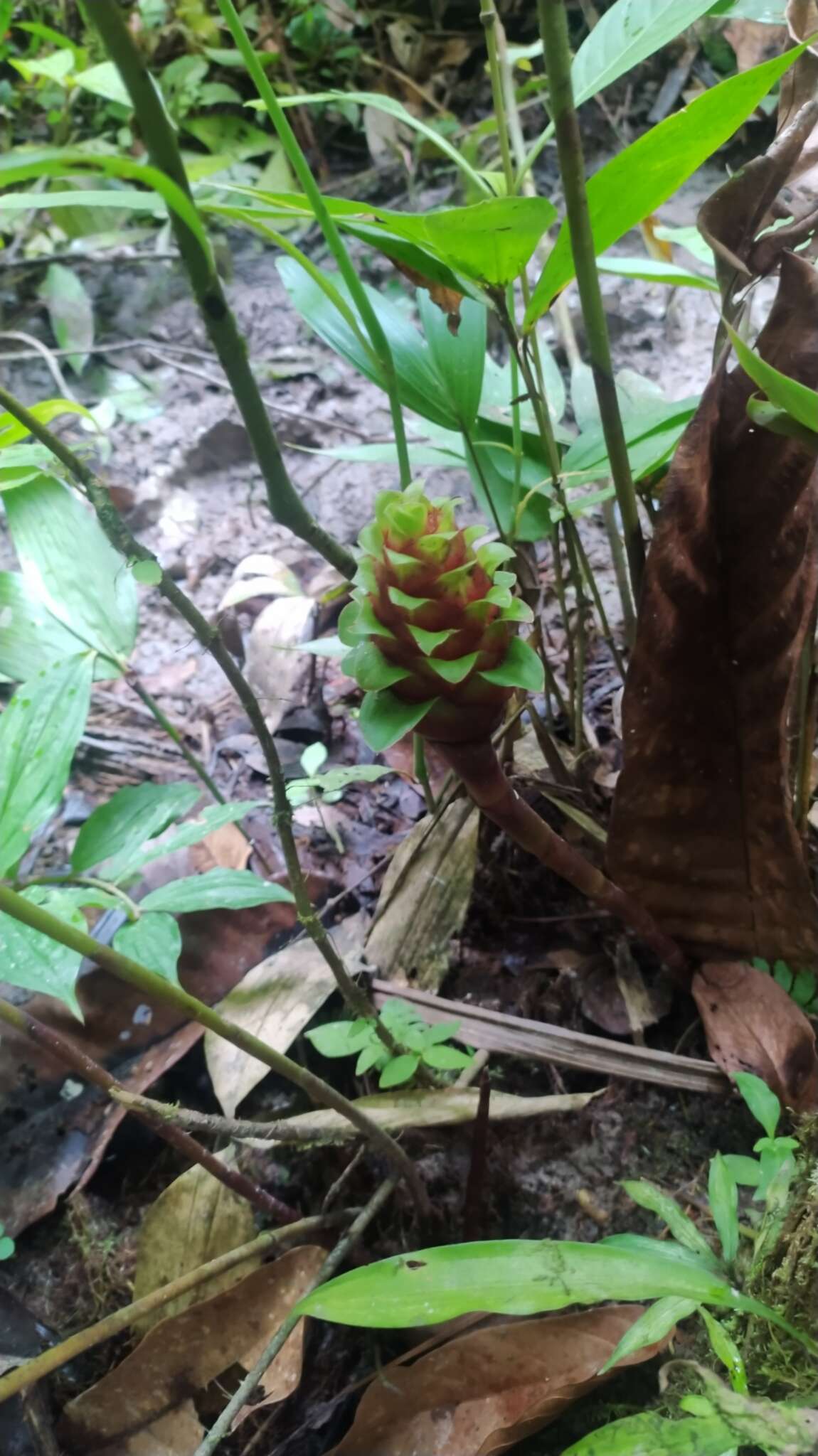 Image of Costus claviger Benoist