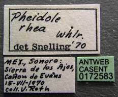 Pheidole rhea Wheeler 1908 resmi