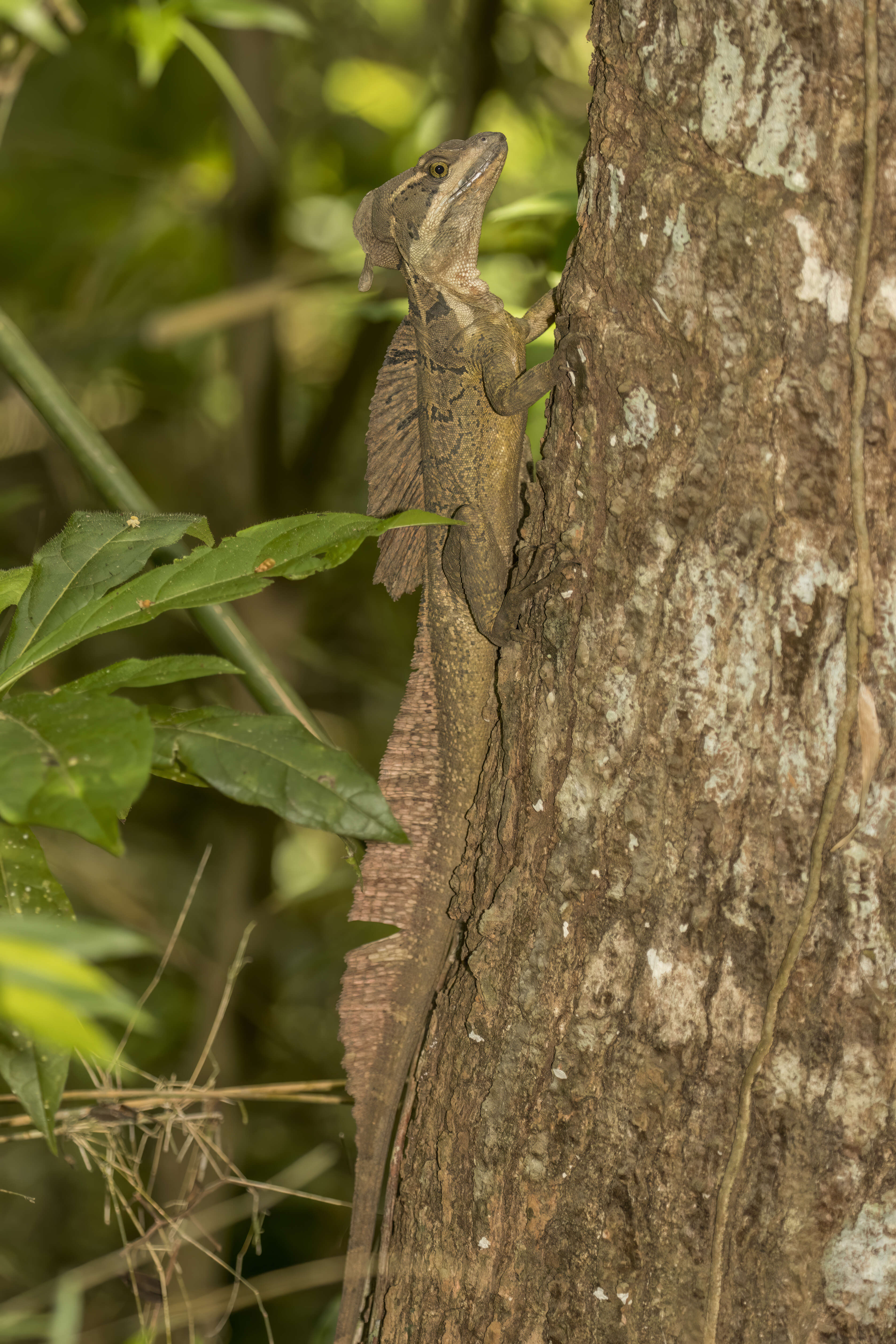 Image of Common Basilisk