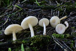 Image of Clitocybe fragrans (With.) P. Kumm. 1871