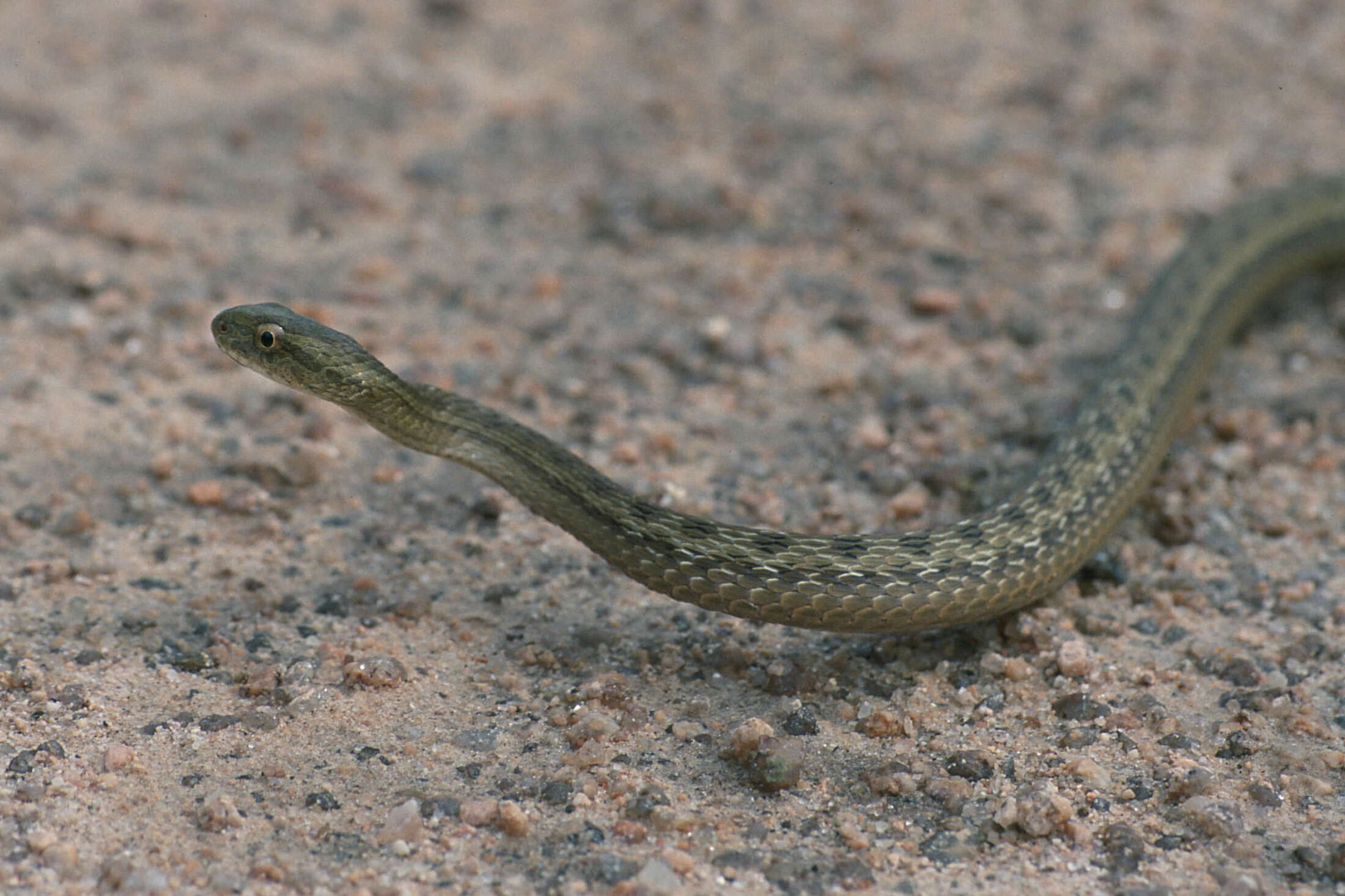 Thamnodynastes hypoconia (Cope 1860) resmi