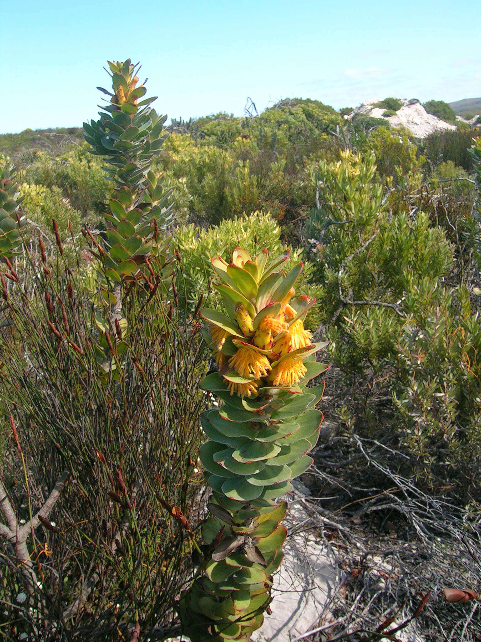 Imagem de Mimetes saxatilis Philips