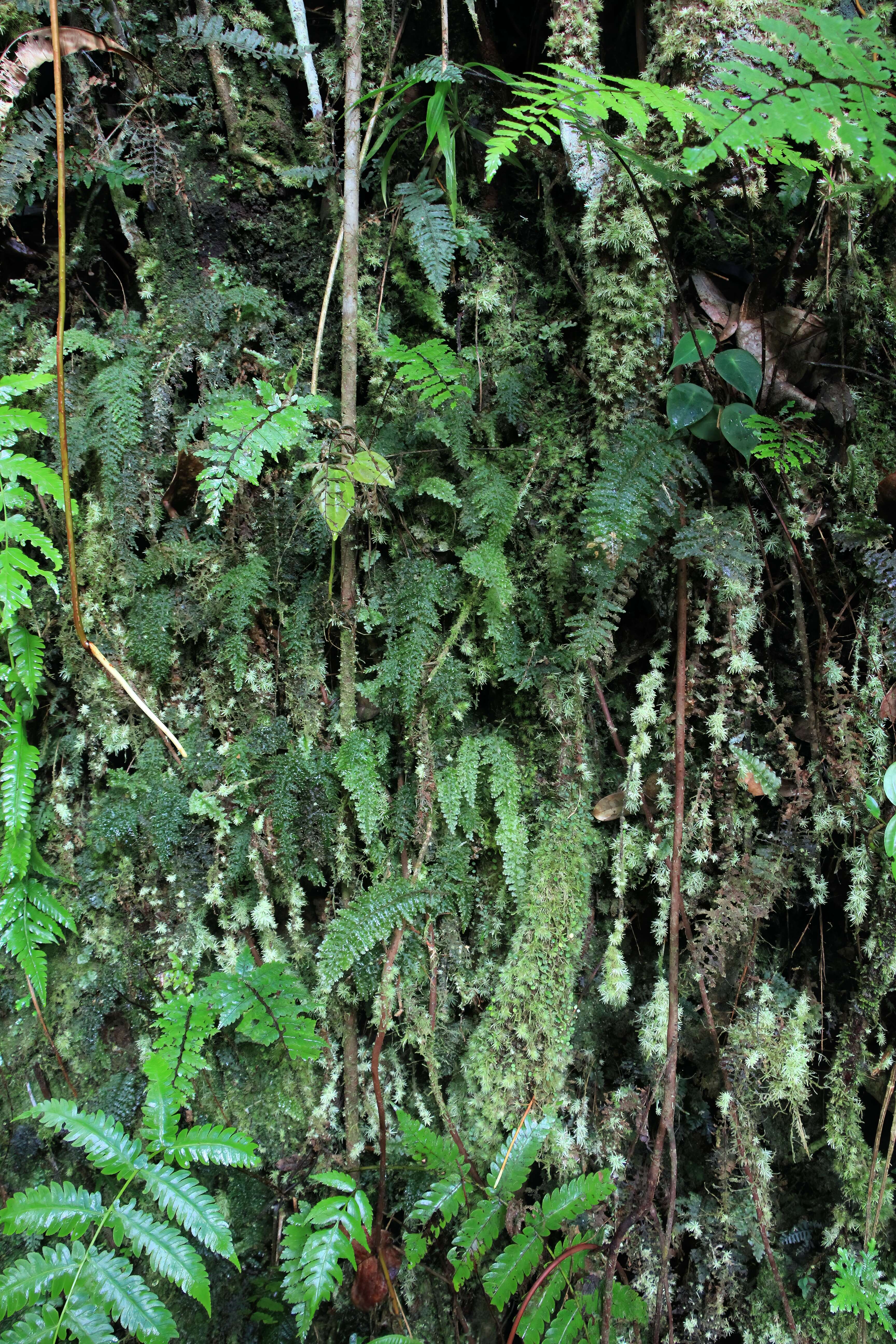 Image of Pteridophyta