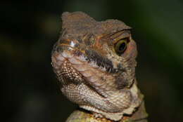 Image of Western basilisk