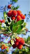 Image of strawberry tree