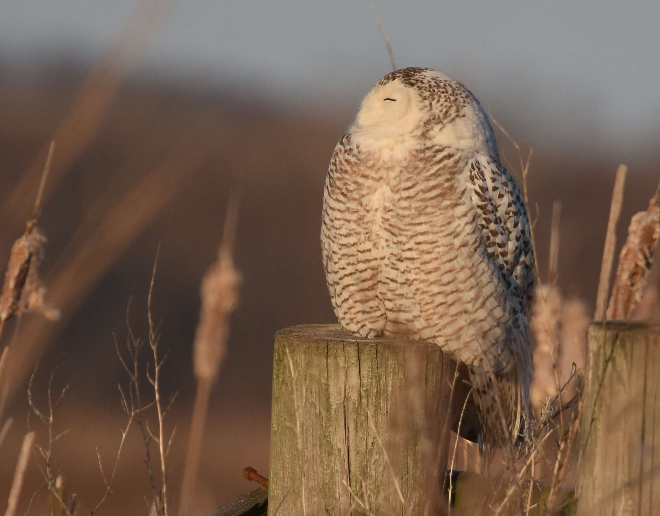 Image of Snowy Owl