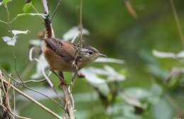 Image of Marsh Wren