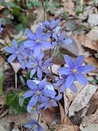 Image of Anemone hepatica