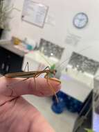 Image of Chinese mantis