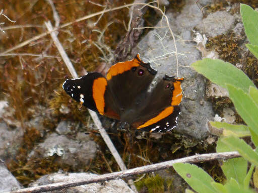 Image of Vanessa dimorphica