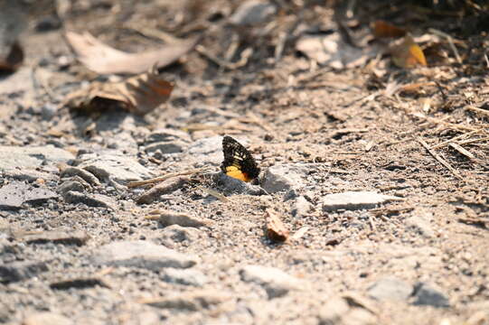 Image of Jezebel Palmfly