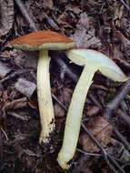 Image of Hemileccinum subglabripes (Peck) Halling 2015