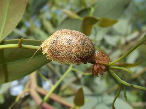 Image of Paropsis atomaria