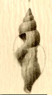 Image of Phymorhynchus alberti (Dautzenberg & H. Fischer 1906)