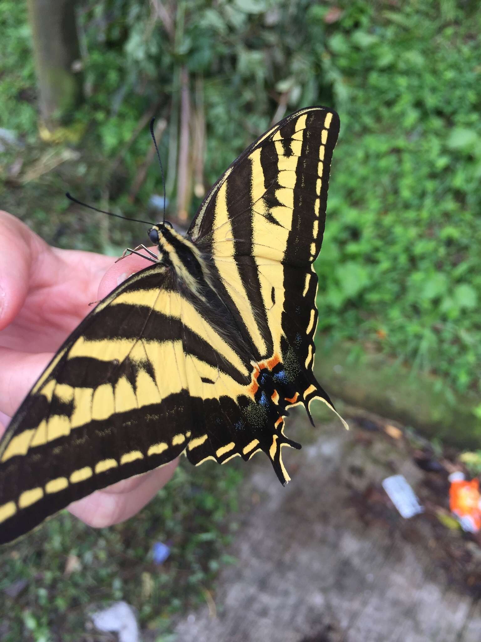 Sivun Papilio pilumnus Boisduval 1836 kuva