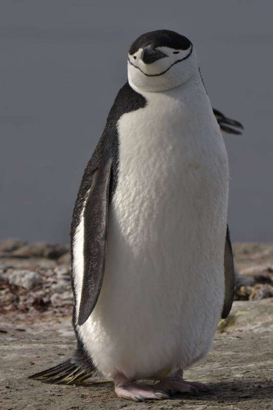 Image of Chinstrap Penguin