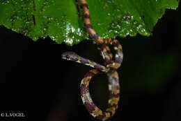 Image of Ringed Snail Sucker