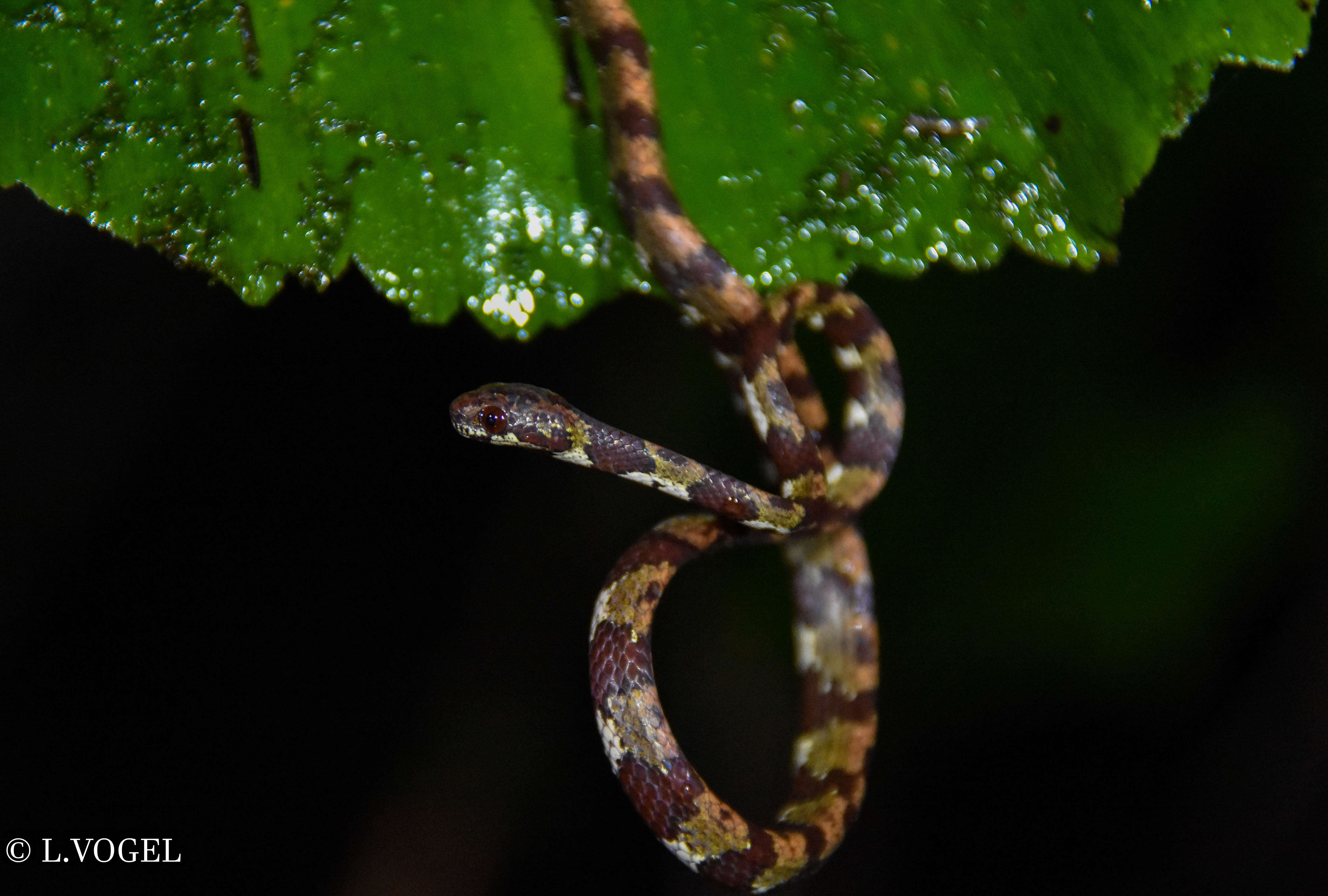 Image of Ringed Snail Sucker