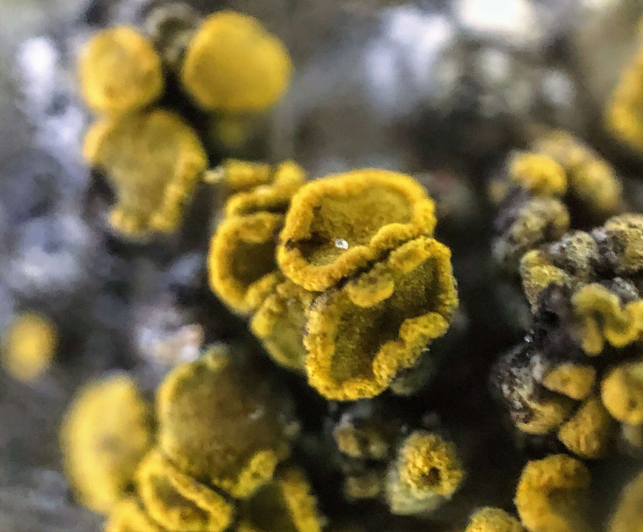 Image of Hidden goldspeck lichen