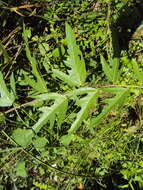 Image of Ficus heterophylla L. fil.