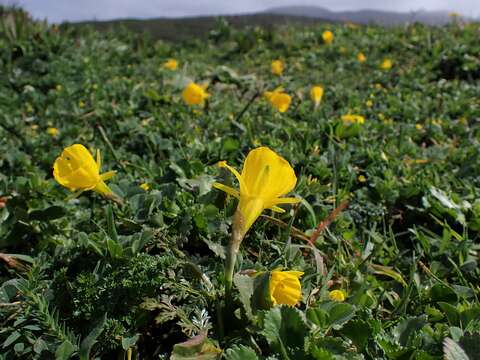 Narcissus bulbocodium L. resmi