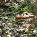 Image of Maranon Spinetail