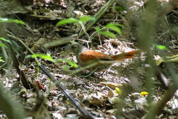 Image of Maranon Spinetail