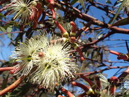 Image of Eucalyptus extensa L. A. S. Johnson & K. D. Hill