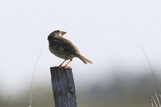 Image of Corn Bunting