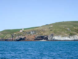 Image of Northern Royal Albatross