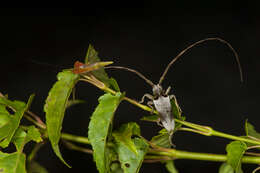 Image of Acalolepta sublusca (Thomson 1857)