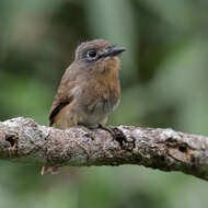 Imagem de Nonnula rubecula (Spix 1824)