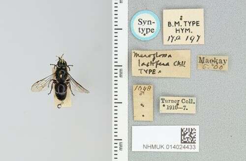 Image of Hylaeus lactiferus (Cockerell 1910)