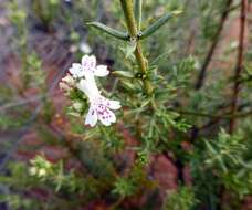 Image of Westringia rigida R. Br.