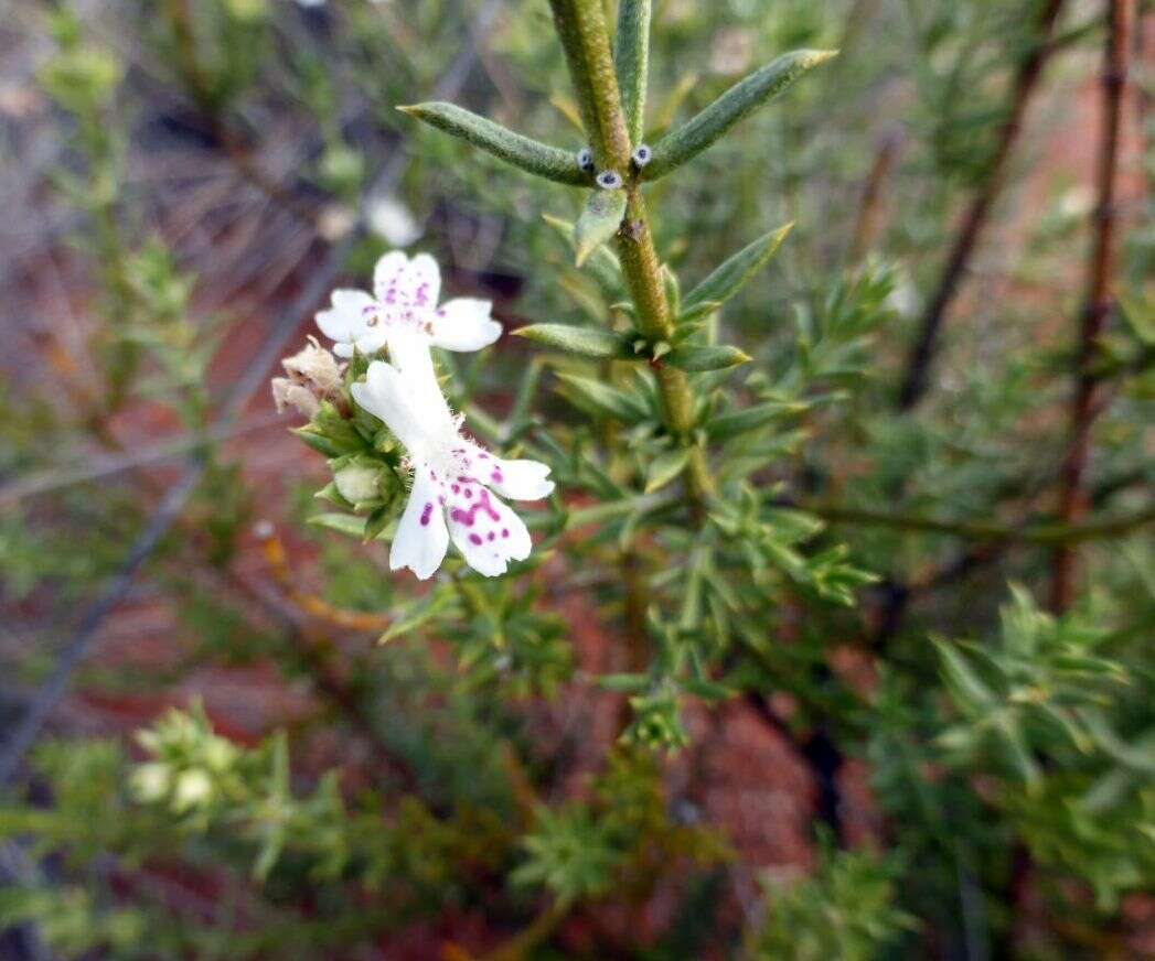 Image of Westringia rigida R. Br.