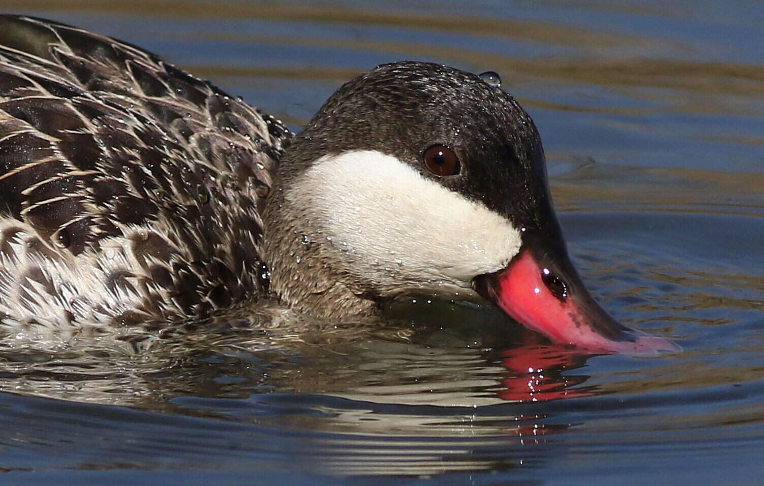 Image of Red-billed Teal