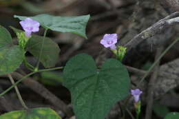 Plancia ëd Ipomoea triloba L.