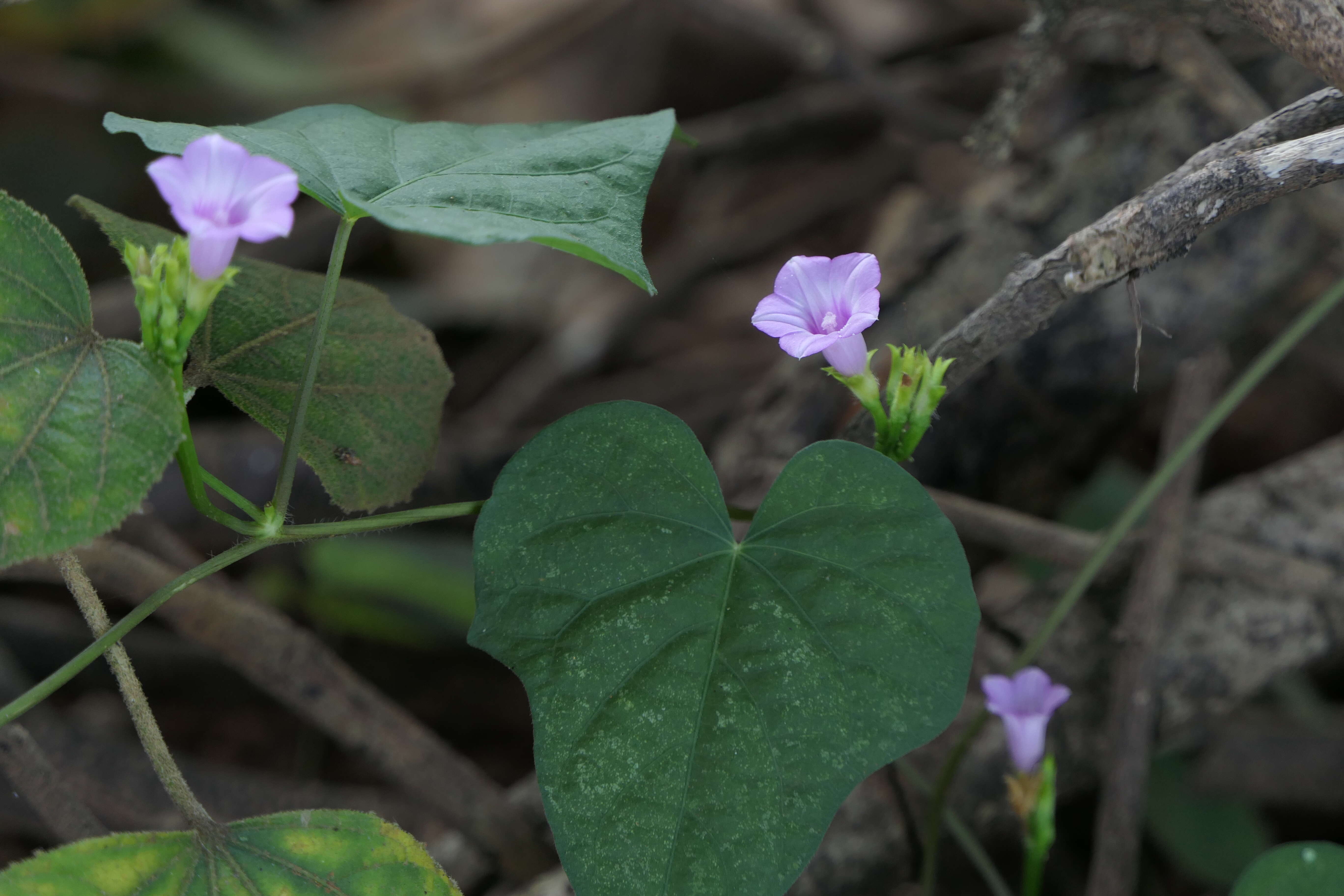 Plancia ëd Ipomoea triloba L.