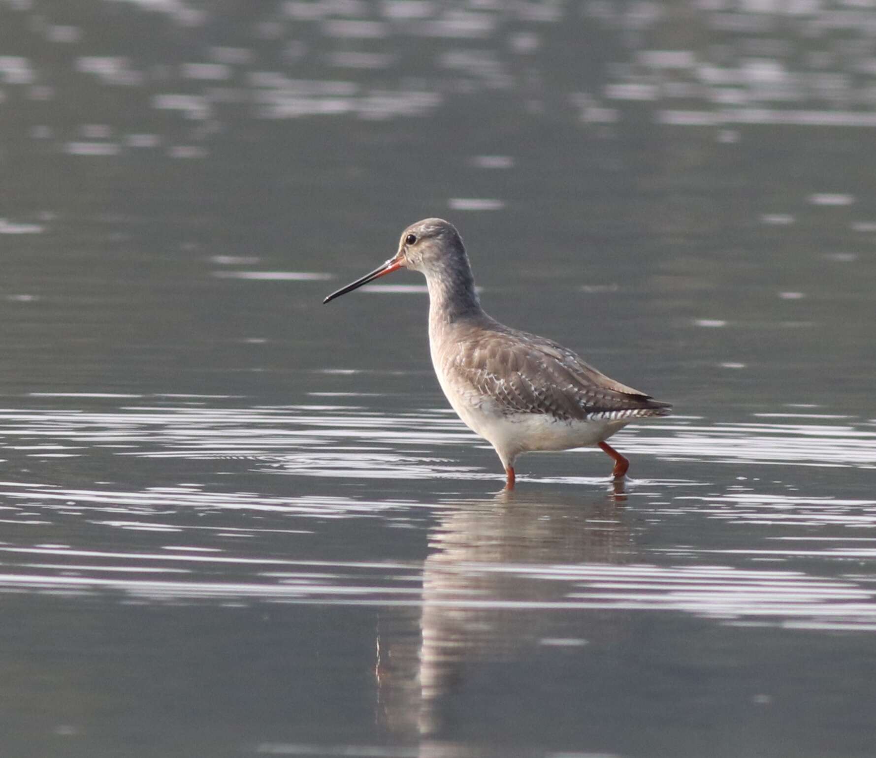 Image of Spotted Redshank