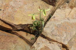 Imagem de Albuca viscosa L. fil.