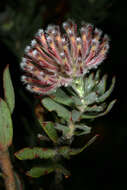 Image of arid pincushion