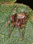 Image of Araneus bispinosus (Keyserling 1885)