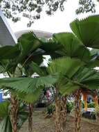 Image of Vanuatu fan palm