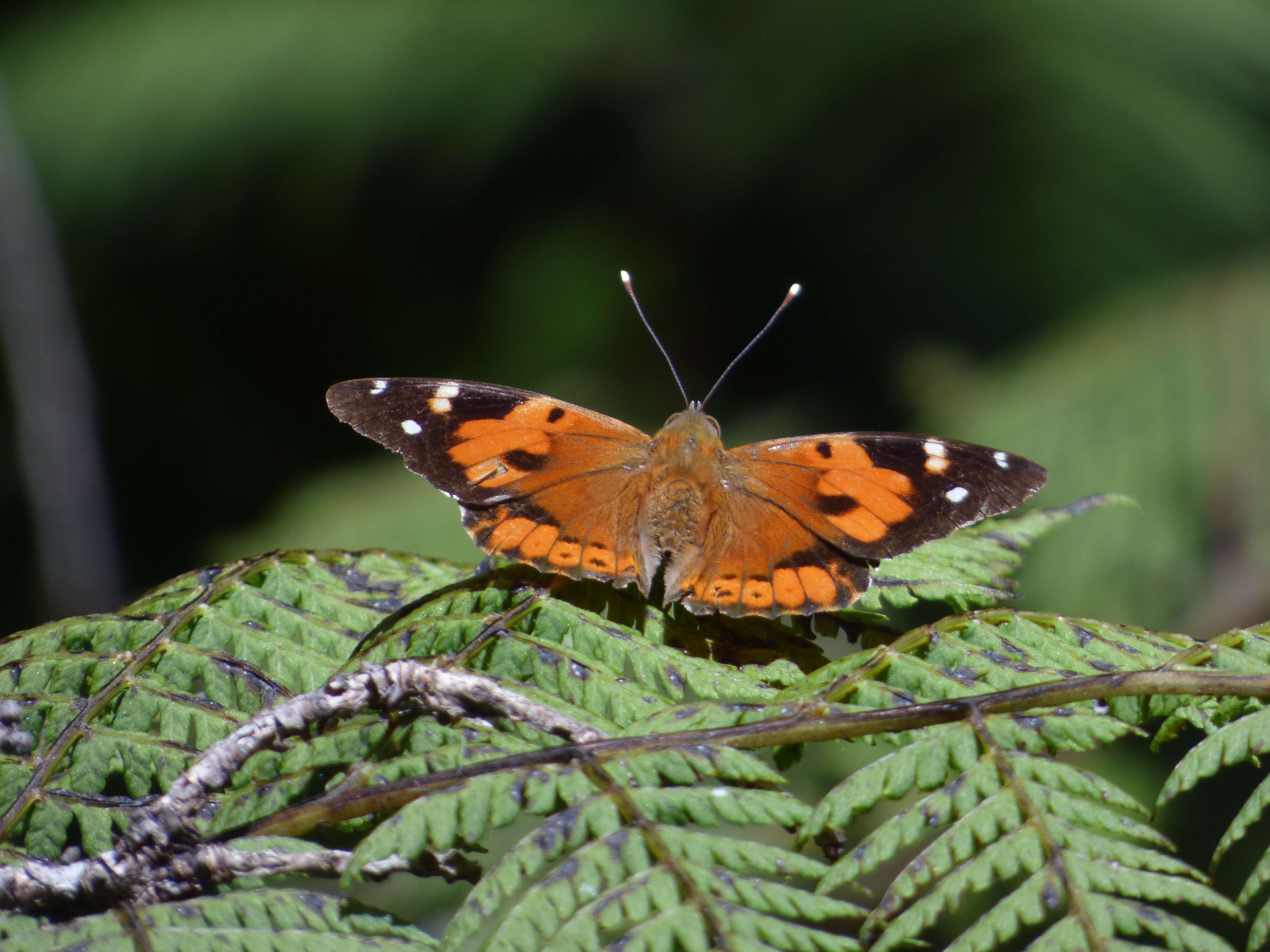 Image of Vanessa tameamea