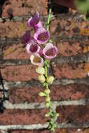 Imagem de Digitalis purpurea L.