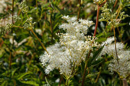 Image of Meadowsweet